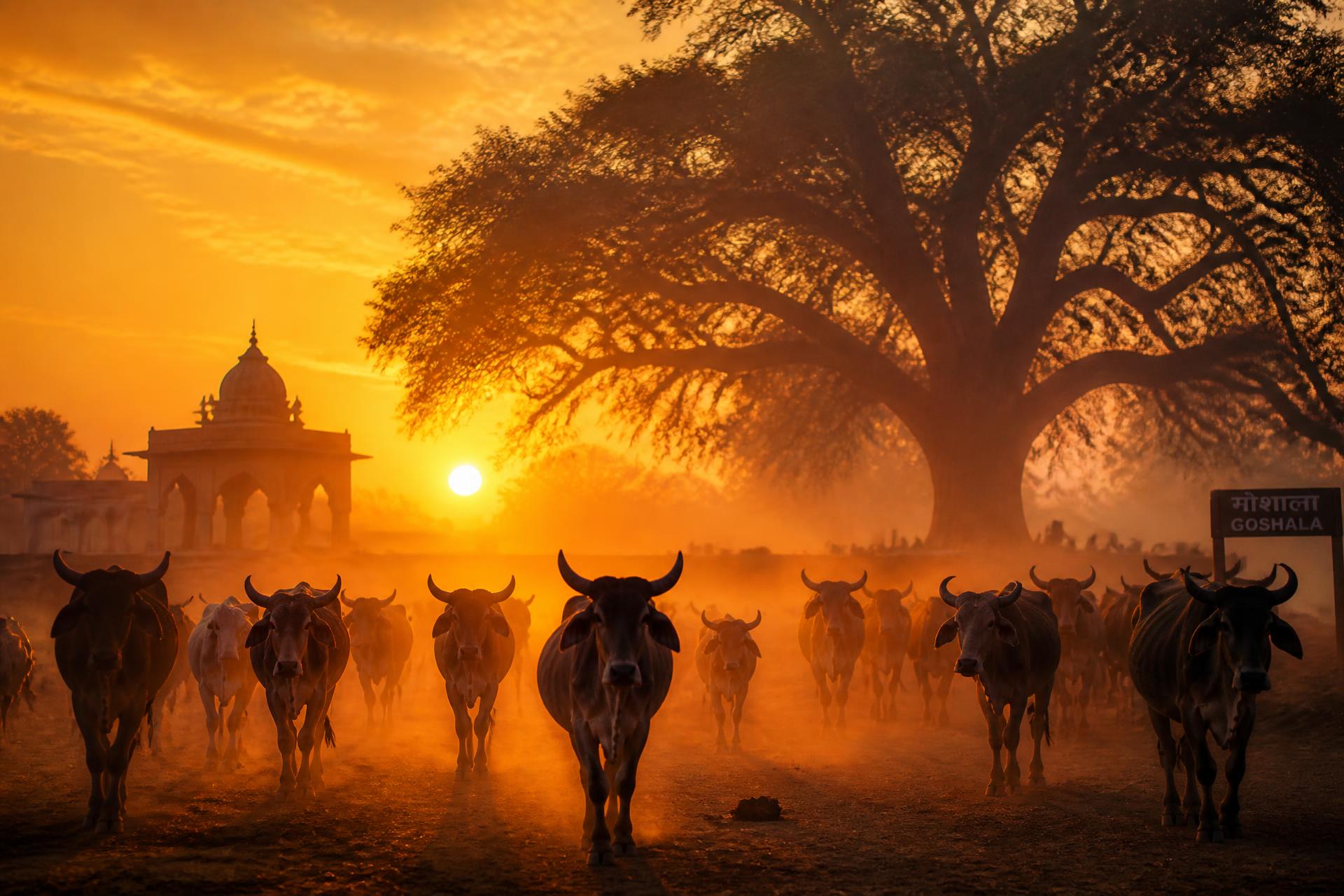 Serene Sunrise Over the Gaushala